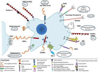 Macrophage Clearance of Apoptotic Cells: A Critical Assessment